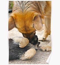 Mothering (German Shepherd 'mum' and pup) Poster