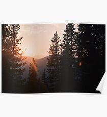 Sun Through the Trees Poster