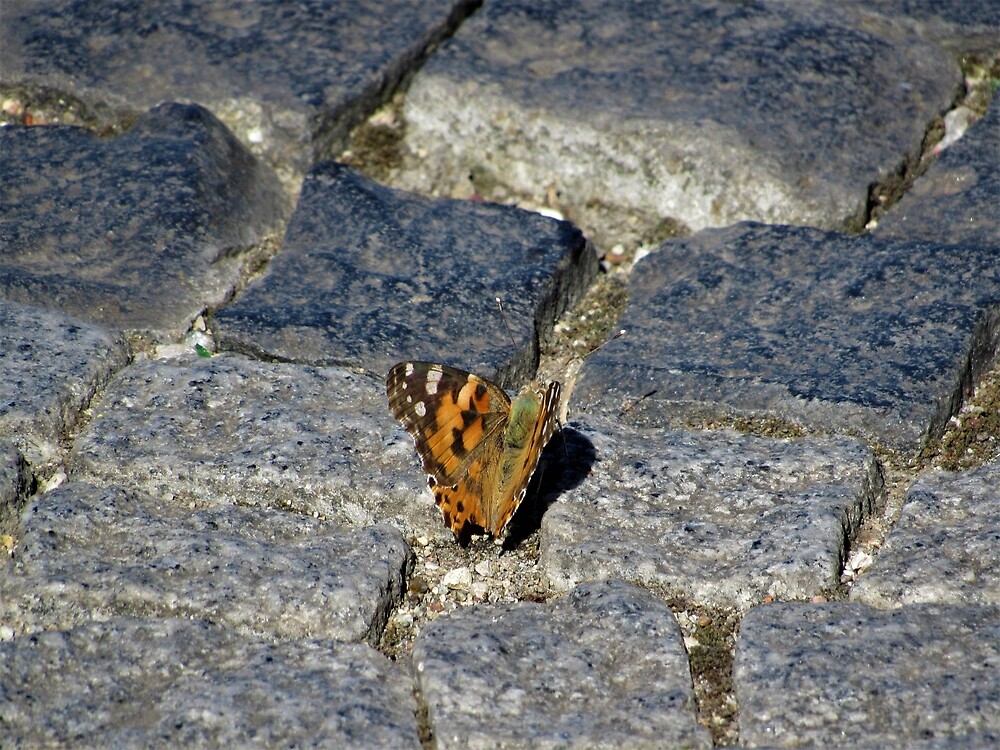Painted Lady On Stones by tomeoftrovius
