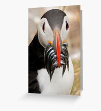 Puffin, Farnes Islands Northumberland. Greeting Card