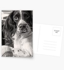 Me and My Tennis Ball Postcards