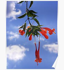 Honeysuckle Poster
