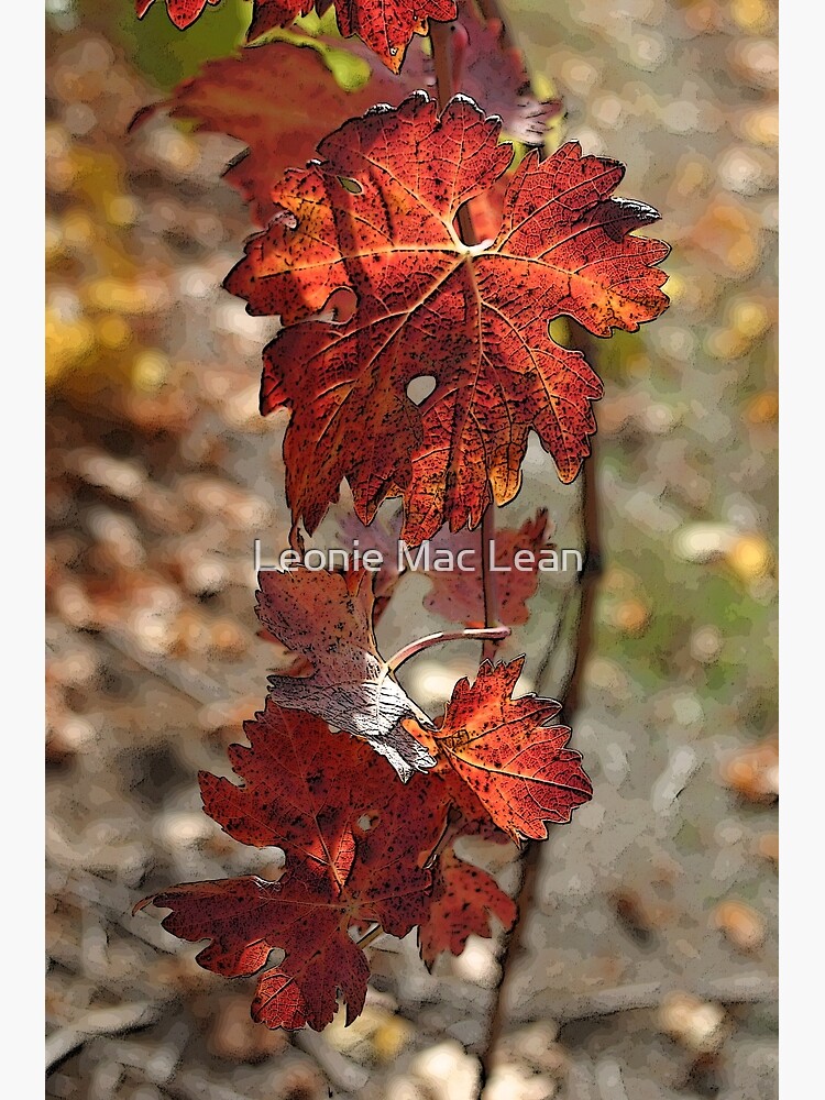 Bridgetown Vine Leaves by yallmia