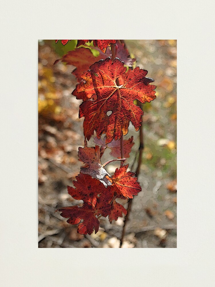 Alternate view of Bridgetown Vine Leaves Photographic Print