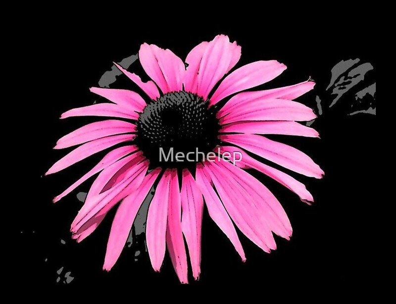 "Creative Coneflower" by Mechelep Redbubble