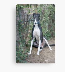 Butch Metal Print