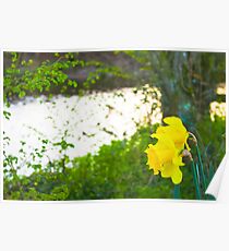 daffodils Poster