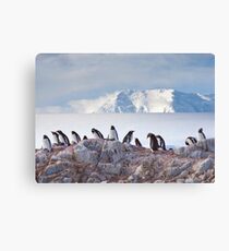 The Creche (Gentoo Penguins, Port Lockroy, Antarctica) Canvas Print
