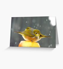 I Have A Sinking Feeling Hun!!! - Silvereyes - NZ ** Greeting Card