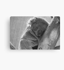 Black and white sleeping koala in tree Leinwanddruck