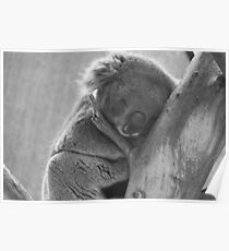 Black and white sleeping koala in tree Poster
