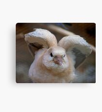 Look Mum..I Can Make Angel Wings!! - Juvenile Dove - NZ Canvas Print