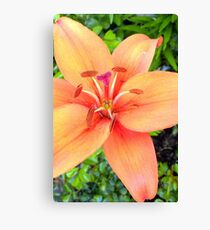 Stamen and Pollen Canvas Print