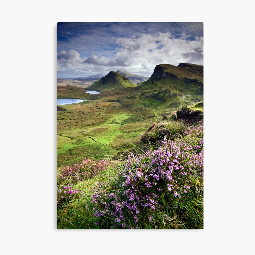 Scotland: My Bonny Heather Canvas Print