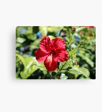Hibiscus In, Hibiscus Out Canvas Print