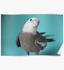 Cockatiel 1 Poster