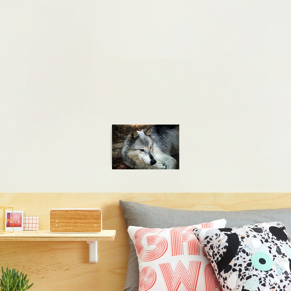 Lupus in tenebris Photographic Print