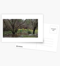 spring daffodils Postcards