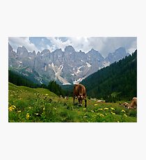 Lámina fotográfica Paneveggio in the Dolomites