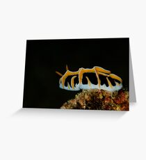 Nudibranch Greeting Card