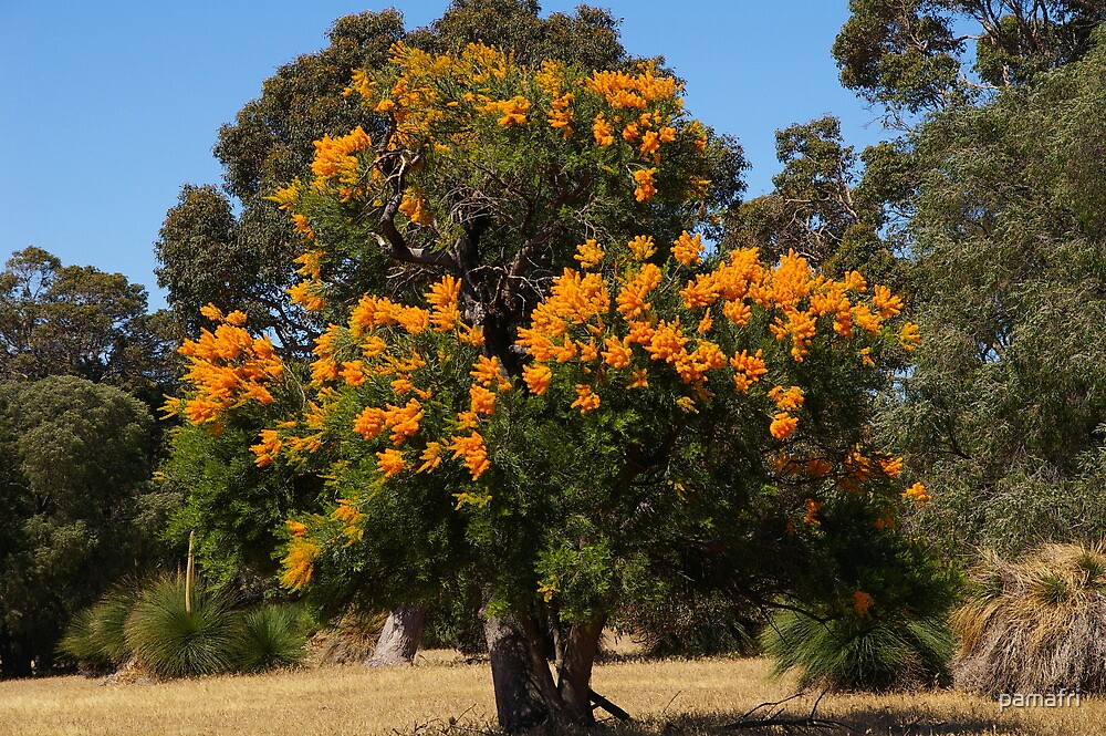 Australian Christmas tree by pamafri Australian christmas tree