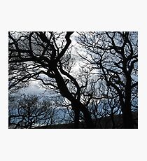 Waiting for spring Photographic Print