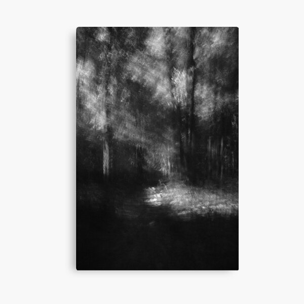 Where the light falls Lou Campbell Nature Preserve Canvas Print