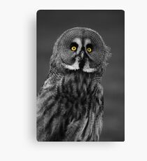 Great Grey Owl Canvas Print