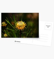 Isopogon anethifolius (Drumsticks) Postcards