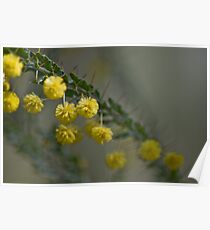 Kangaroo Thorn Poster