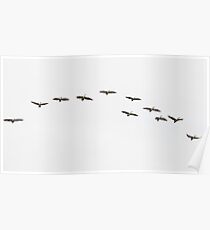 Arc of Pelicans Poster