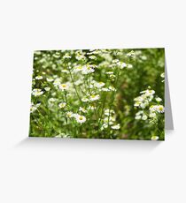 Herbs on the lawn - small white camomile flowers Greeting Card