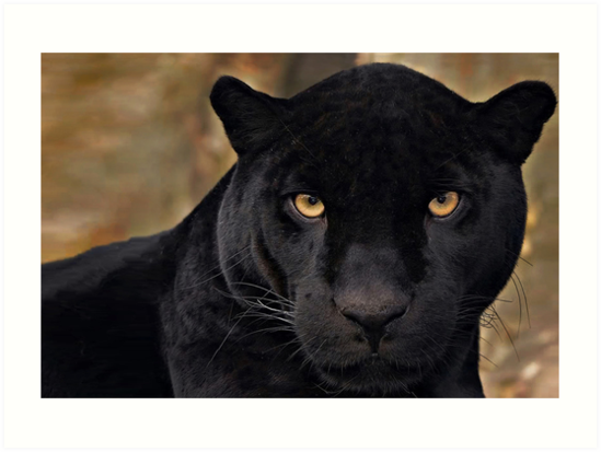 "The Black Panther" Art Print by TheLandscapeArt | Redbubble