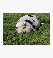 Phat Pig Fotodruck