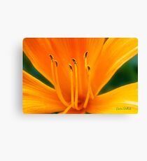 Orange Daylily Canvas Print
