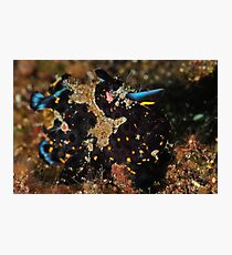 Painted Frogfish Photographic Print