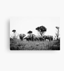 Elephant herd Leinwanddruck