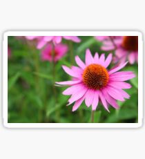 Echinacea Sticker