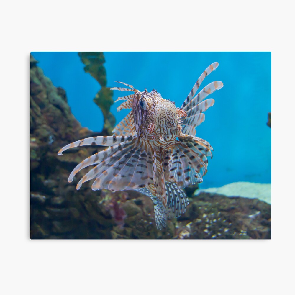 Fish in a Tank Canvas Print