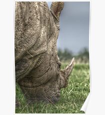 Rhino Hdr Poster