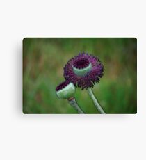 Velvety Capped Poppies Canvas Print