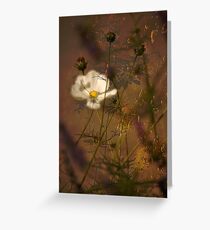 Cosmea47 Greeting Card