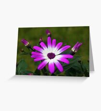 Purple and White Daisy Greeting Card
