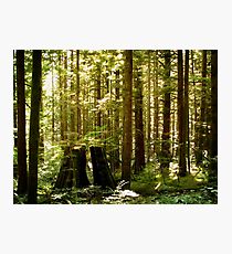 Golden Ears Provincial Park Photographic Print