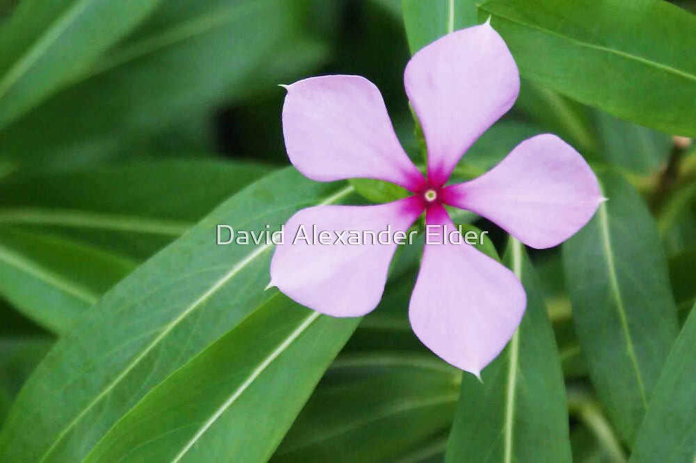 Pentagon Five Petal Purple Flower" by David Alexander Elder ...