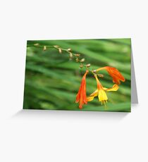 Orange and Yellow Perenial Greeting Card