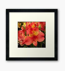 Peach Flowers Framed Print