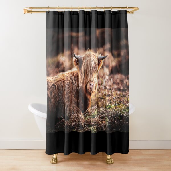 Highland Cow sitting down - Colour Shower Curtain