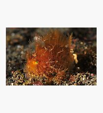 Hairy Baby Photographic Print