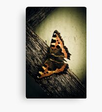 Tortoiseshell Canvas Print